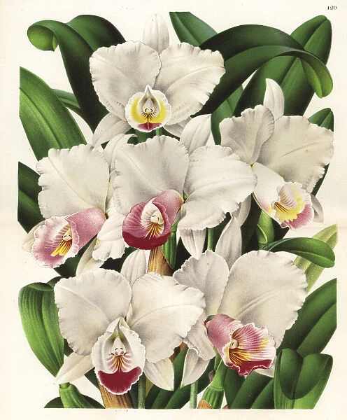 The beautiful cattleya orchid, Cattleya quadricolor