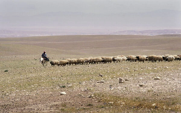 A Bedouin shepherd on a donkey leads his flock, Syria