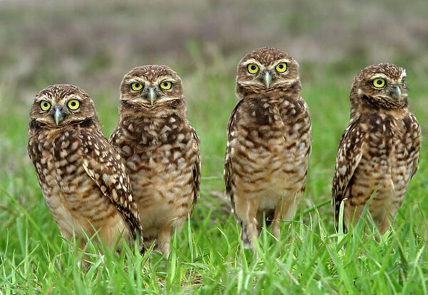 Burrowing Owl Llanos, Venezuela