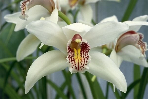 Boat orchid (Cymbidium sp. ) flowers