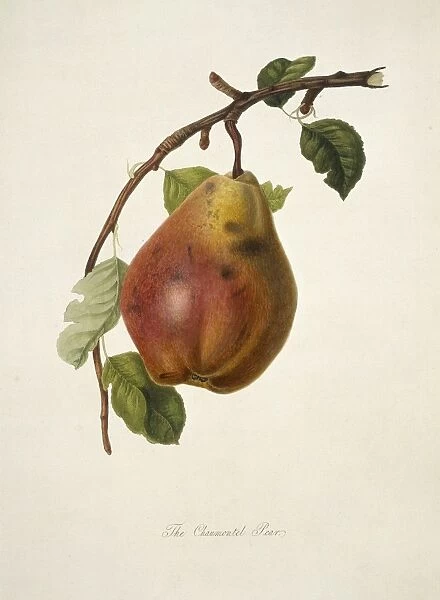 Chaumontel Pear (1818) C016  /  5454