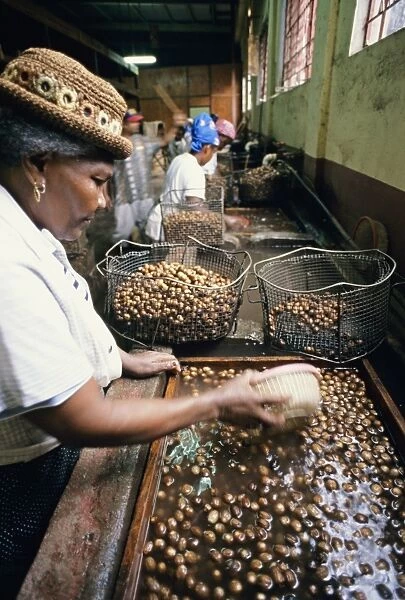 Sorting nutmeg seeds, Grenada
