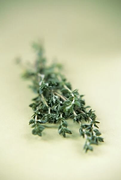 Thyme (Thymus sp.). This plant is a member of the mint 