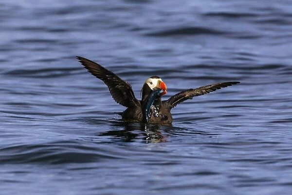 Tufted puffin (Fratercula cirrhata) on the sea, wings stretched with catch, Sitka Sound