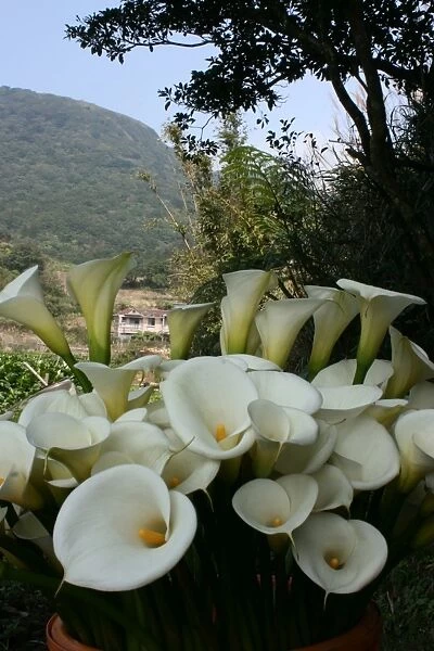 Calla Lily Plantation, Yangmingshan National Park, Taiwan