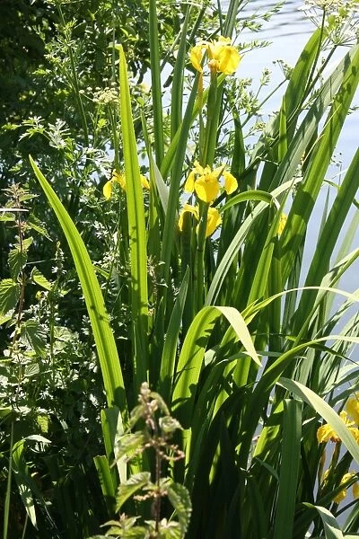 Irises growing on river bank at Canal Bank, Exeter, Devon UK