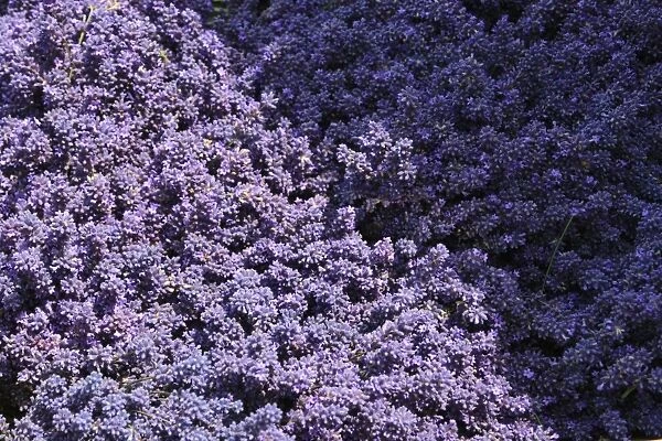 Lavender fields, Kent, UK