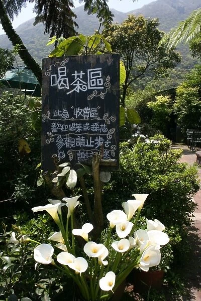 Lilies at Calla Lily Plantation, Taiwan