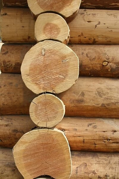 Tree logs. For commercial use please contact Photoslot at