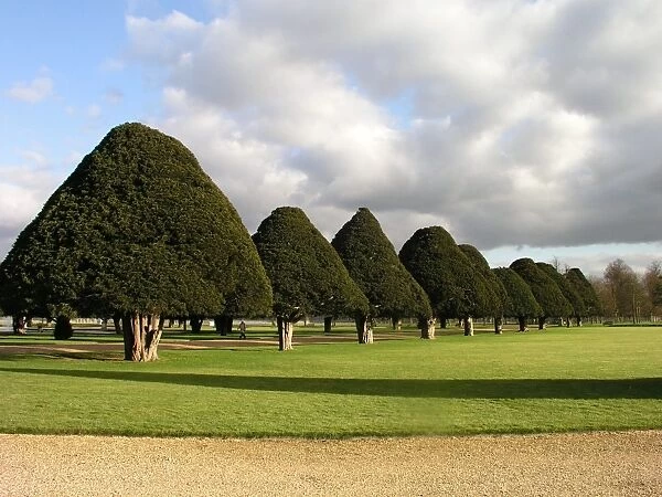 Yew Trees at Hampton Court, UK
