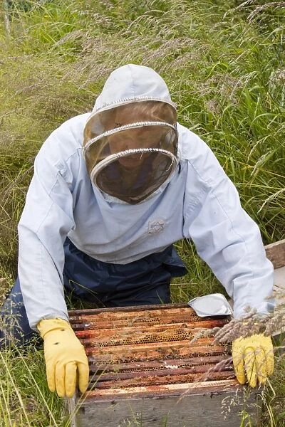 Bill Mackereth, a beekeeper from Cockermouth, Cumbria, UK, checks his hives for signs of Varoa mite damage. The Varoa mite is a parasite of honeybees that has increased hugely in recent years as a result of milder winters caused by climate change