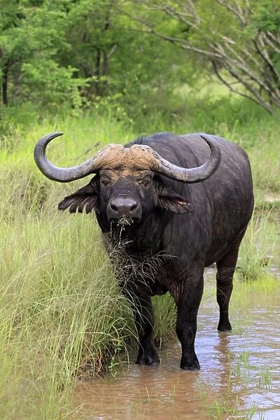 African Buffalo (Syncerus caffer) adult male, feeding on grass, standing at edge of waterhole, Sabi Sabi Game Reserve, Kruger N. P. South Africa