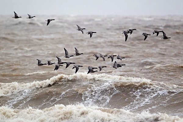 Brent Goose (Branta bernicla) flock, in flight over rough sea, Suffolk, England, november