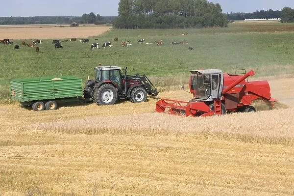 Oat (Avena sativa) crop, Massey Ferguson combine harvester harvesting field beside tractor and trailer