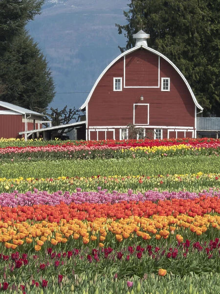 USA, Washington State, Mt. Vernon. Barn and fields with rows of tulips