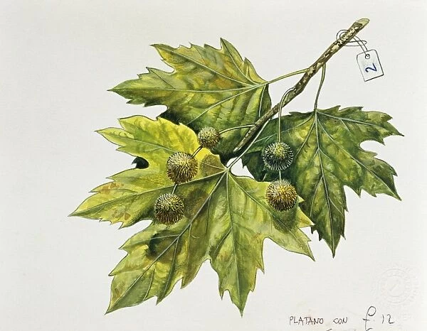 Platanaceae, Leaves and fruits of Planes Platanus, illustration