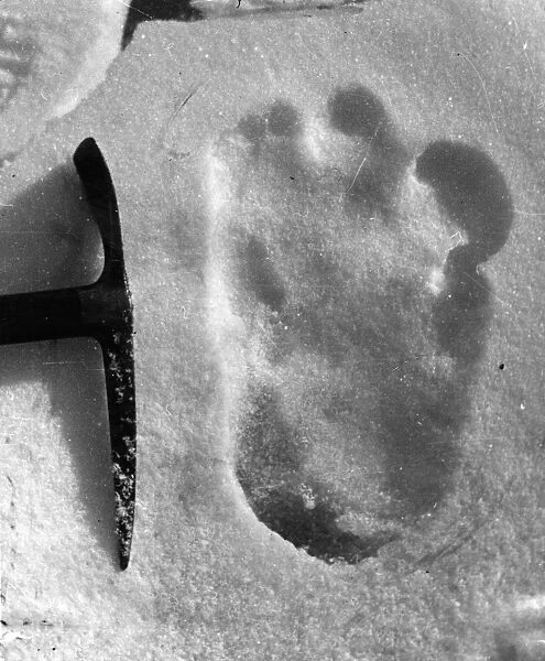 Big Foot. 13th December 1951: The footprint of the Abominable Snowman