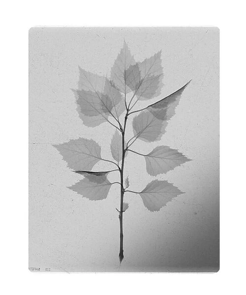 Birch leaves (Betula sp. ), X-ray