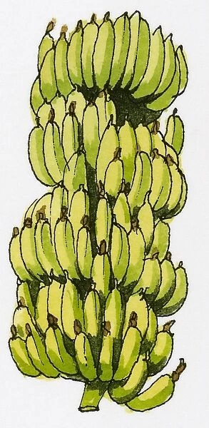 Illustration of clusters of fresh bananas grown in Turkey