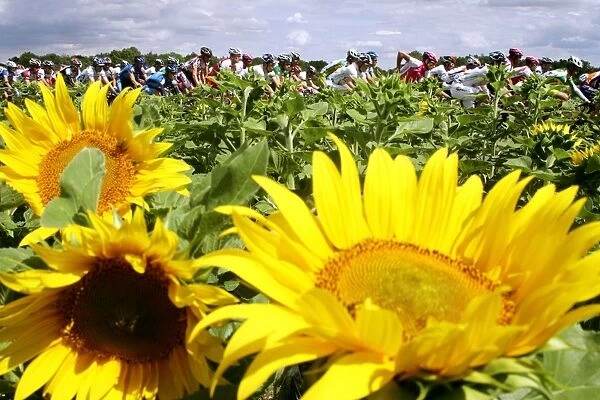 Tdf2004-Sunflowers
