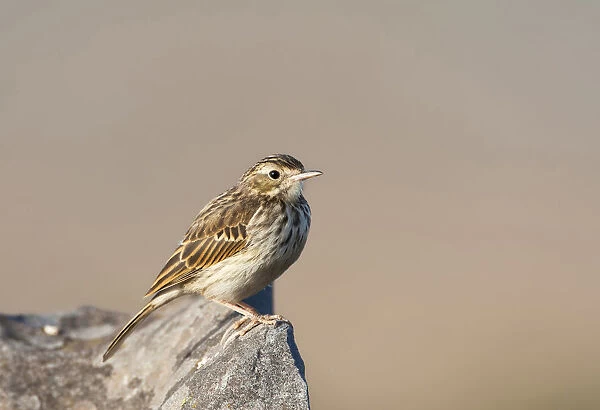 Berthelot's Pipit, Anthus berthelotii, Portugal