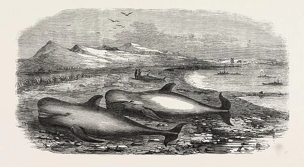 Shoal of Whales in the Solway Firth, 1855