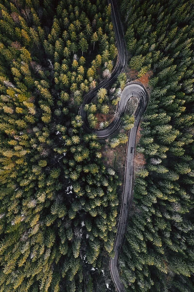 Forest vibes