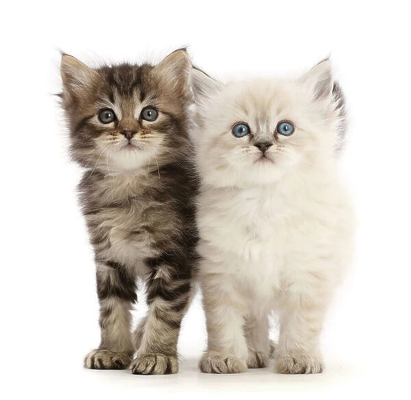 Two Ragdoll-cross kittens, aged 5 weeks, side by side, portrait