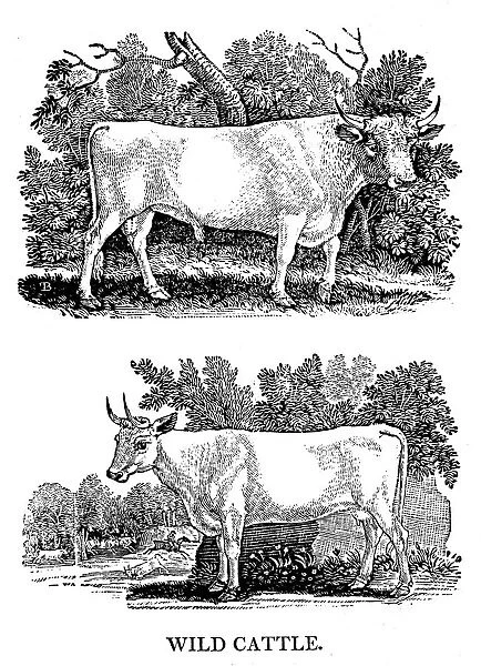 British Wild or Park Cattle, 1790. Artist: Thomas Bewick