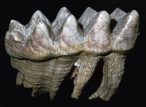 Fossil tooth of a mastodon