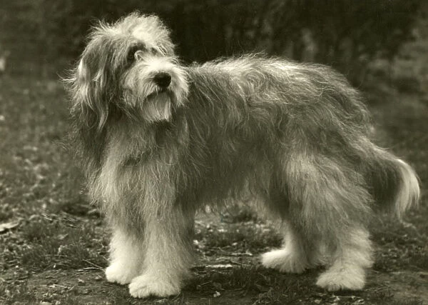 Bearded Collie  /  Bluepeter