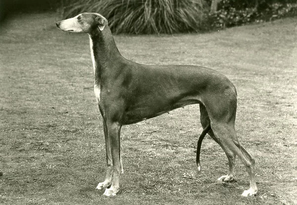 Fall  /  Greyhound  /  1977