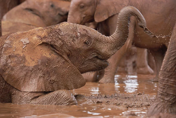 African Elephant (Loxodonta africana) orphans squirting mud in mud bath, David Sheldrick