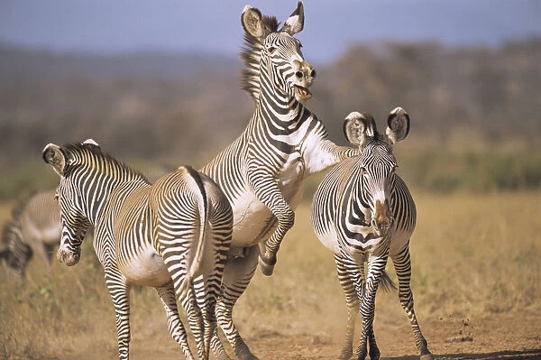 Grevyaes zebras (Equus grevyi) frolicking, Kenya, Samburu National Reserve