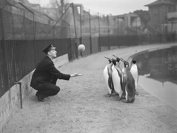 London Zoo Penguins playing with ball. 1950 022835  /  4
