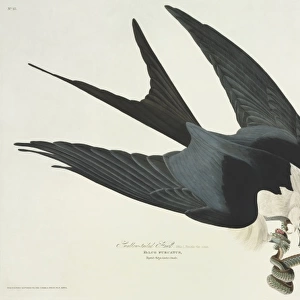 Elanoides forficatus, American swallow-tailed kite