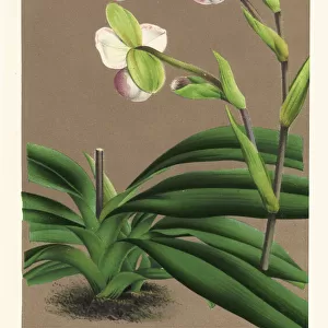 Slipper orchid, Phragmipedium schlimii