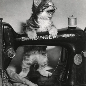 Tabby kitten with Singer sewing machine