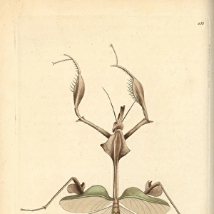 Wandering violin mantis, Indian rose mantis