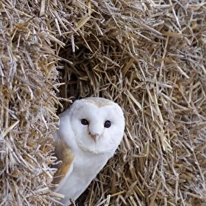 Barn Owl - resting amongst some bales of hay - November - Gloucester - England