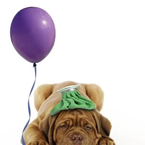DOG - Dogue de bordeaux puppy laying down with ice pack on his head and with a balloon. Digital Submission: Balloon (FRR) - Ice pack (JD)
