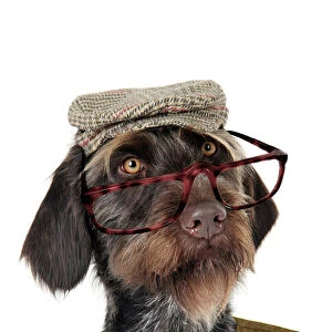 Dog. German Wire-Haired Pointer with hat glasses & waistcoat on Digital Manipulation: Added glasses (JD) waistcoat (Su)