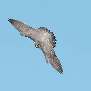Peregrine Falcon - adult in flight - November - Connecticut - USA