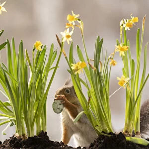 Red Squirrel standing behind narcissus holding a egg
