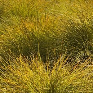 Snow Grass - filigrane snow grass in backlighting - Cradle Mountain-Lake St. Clair National Park, Tasmania, Australia