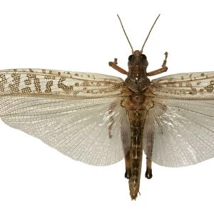 Desert locust C016 / 5620
