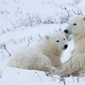 Polar bears (Ursus maritimus), Churchill, Hudson Bay, Manitoba, Canada, North America