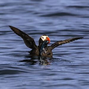 Tufted puffin (Fratercula cirrhata) on the sea, wings stretched with catch, Sitka Sound