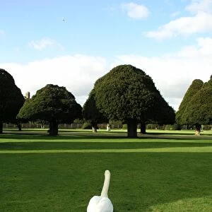 Swan at Hampton Court Palace, Surrey