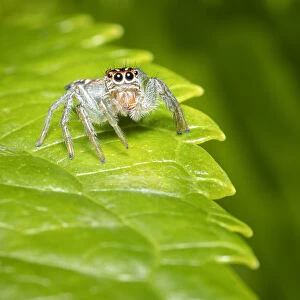 Frigga sp. jumping spider, Lowland rainforest, Costa Rica